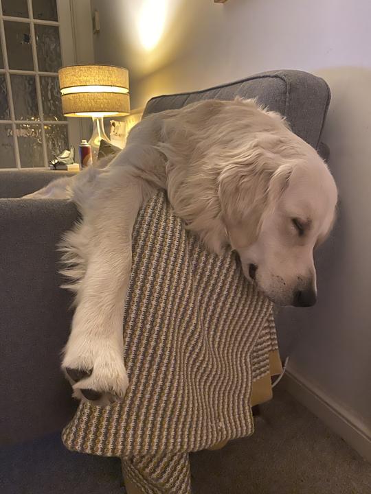 Goldie having a dog nap