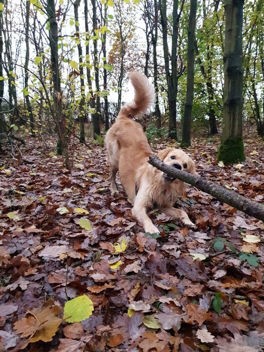 Goldie with big stick