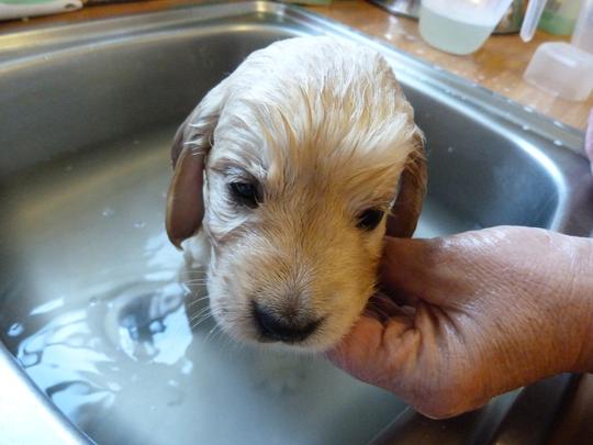 Puppy having a bath